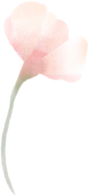Pink Flower Watercolor Illustration